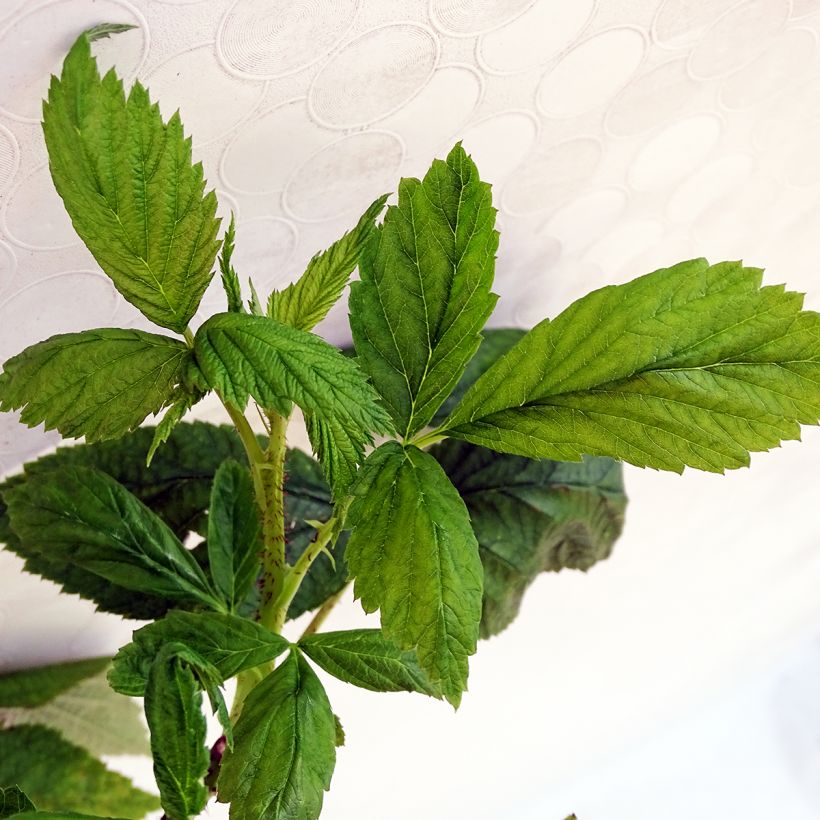 Framboisier Aroma Queen (remontant) (Foliage)