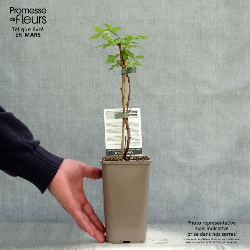 Example of Framboisier Aroma Queen (remontant) Pot de 1,5L/2L, Touffe as you get in printemps