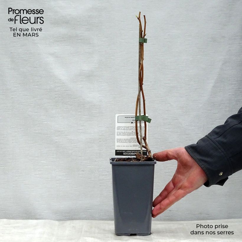 Example of Framboisier Autumn Amber (remontant) Pot de 1,5L/2L, Touffe as you get in printemps