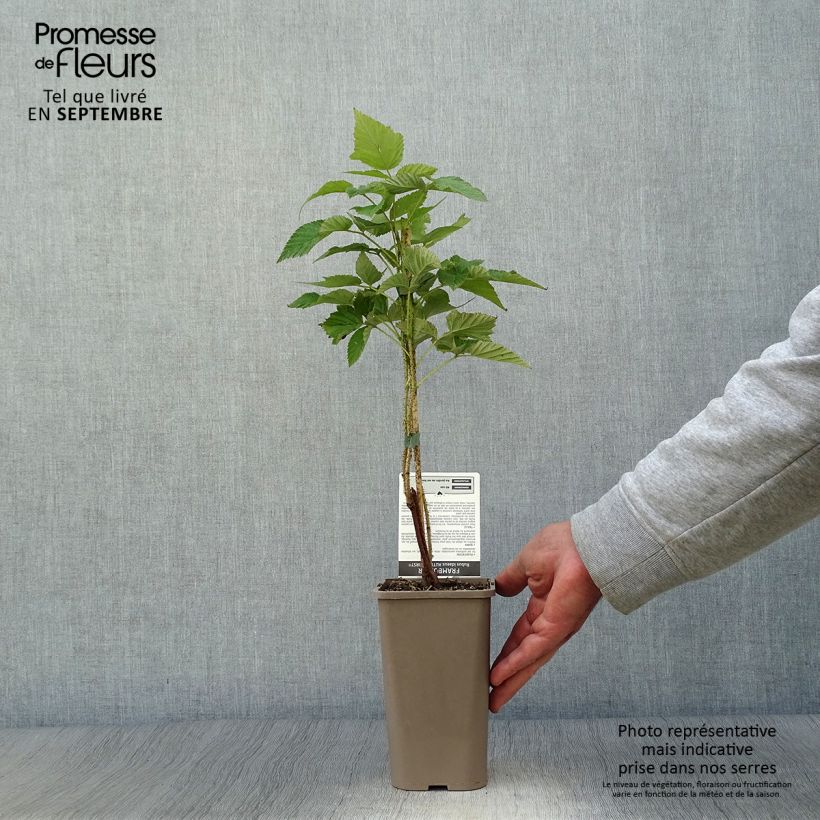 Spécimen de Framboisier Autumn First (remontant ) Pot de 1,5L/2L, Touffe tel que livré en automne