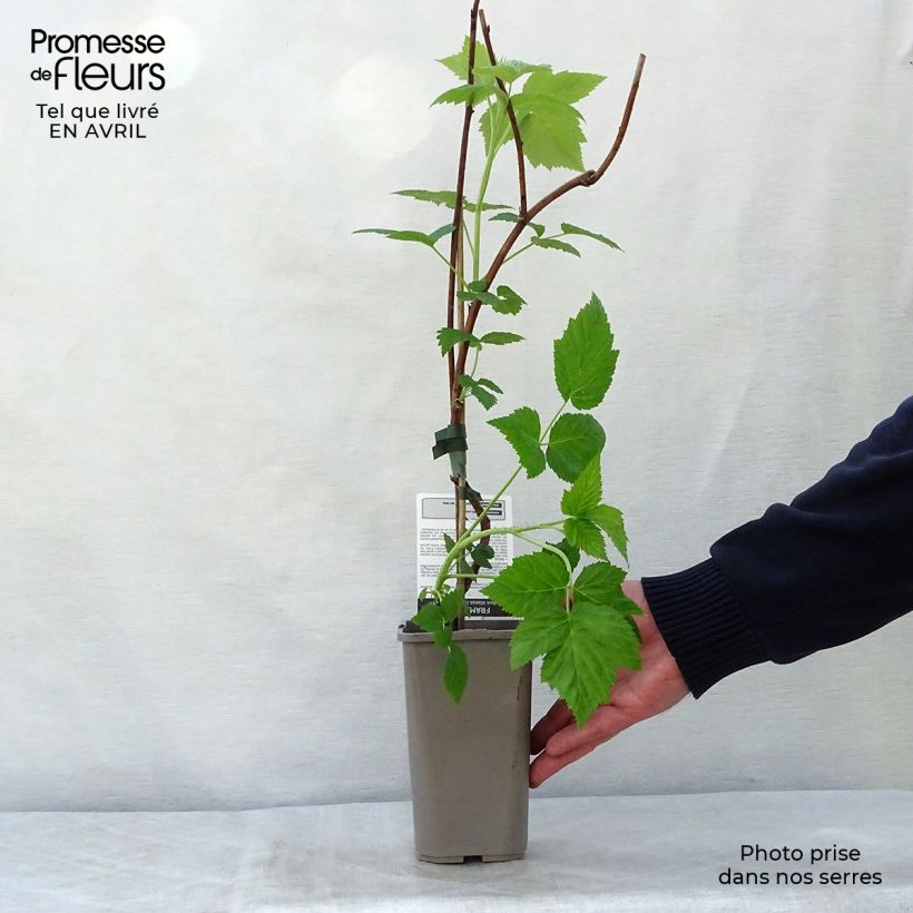 Example of Framboisier Autumn First (remontant ) Pot de 1,5L/2L, Touffe as you get in printemps