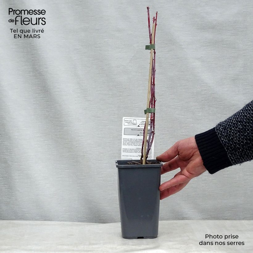 Example of Framboisier Black Jewel (non remontant) Bio Pot de 1,5L/2L, Touffe as you get in printemps