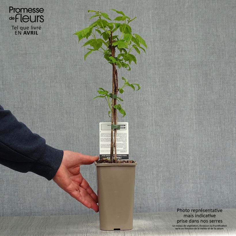 Example of Framboisier remontant Blissy ou Autumn Bliss - Rubus ideaus Pot de 1,5L/2L, Touffe as you get in printemps