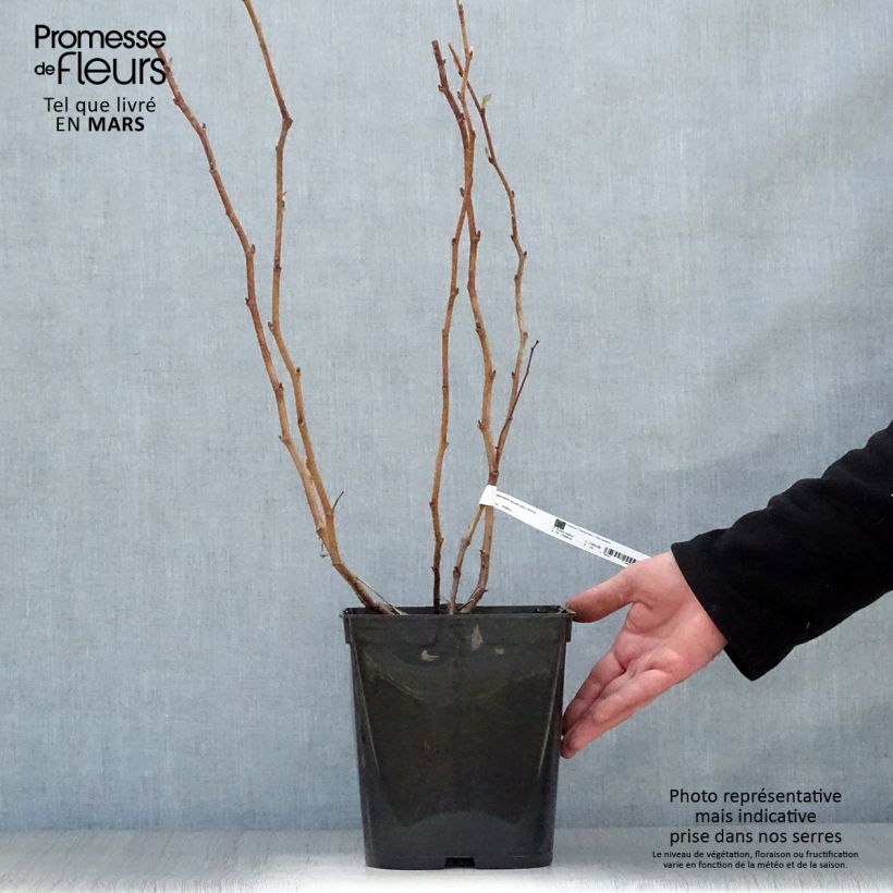 Example of Framboisier remontant Blissy ou Autumn Bliss - Rubus ideaus Pot de 3L/4L as you get in printemps