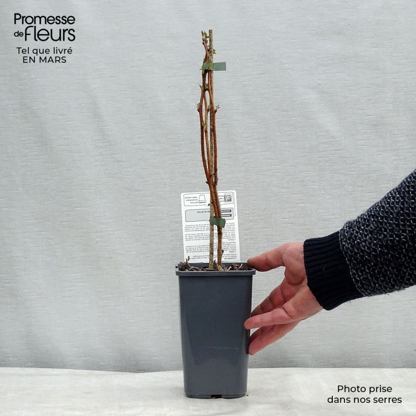 Example of Framboisier Bohème (remontant) Bio Pot de 1,5L/2L, Touffe as you get in printemps