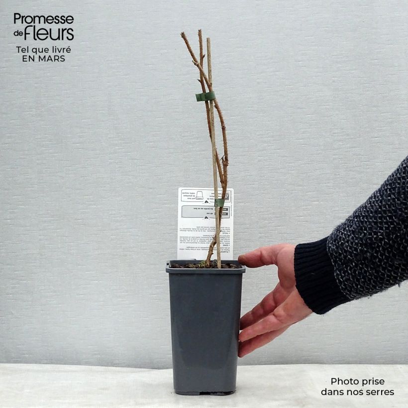Spécimen de Framboisier Délice de Framboise (non remontant) Bio Pot de 1,5L/2L, Touffe tel que livré au printemps