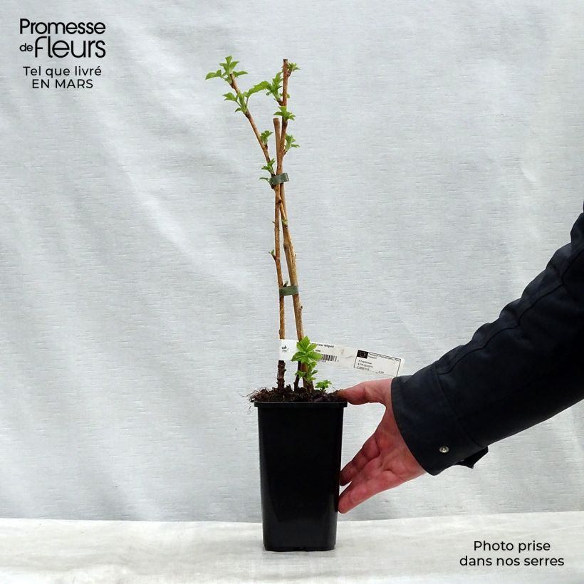 Example of Framboisier Fall Gold (remontant) Pot de 1,5L/2L as you get in printemps