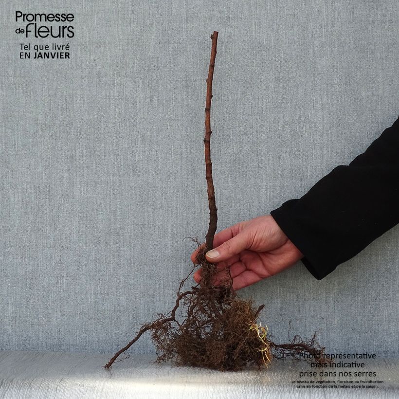 Example of Framboisier Fall Gold (remontant) Racines nues as you get in hiver