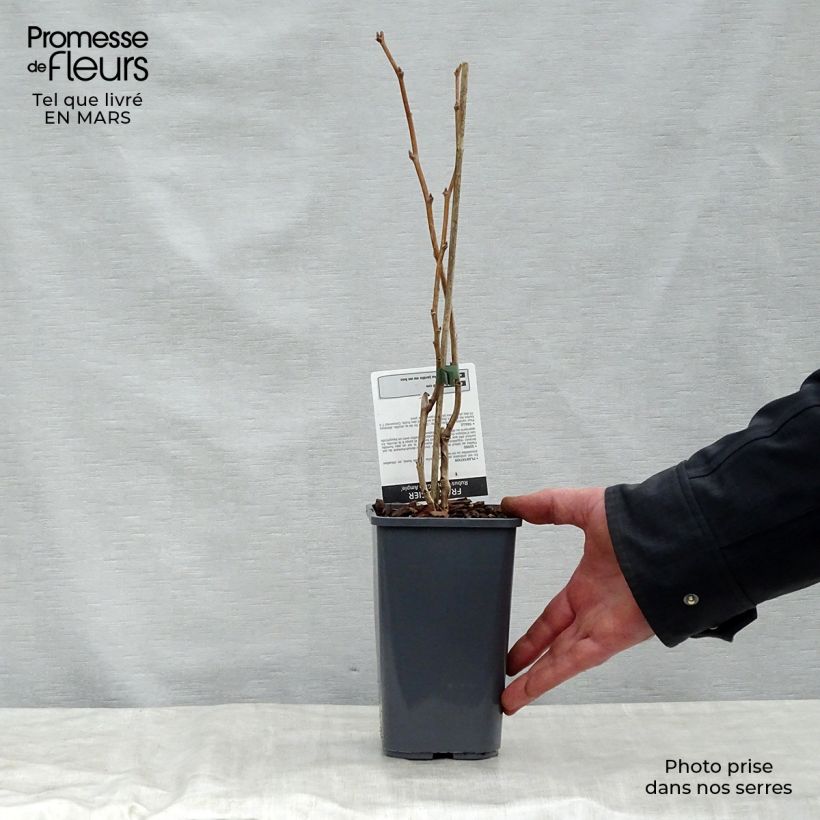 Example of Framboisier Glen Ample sans épines (non remontant)  Pot de 1,5L/2L, Touffe as you get in printemps