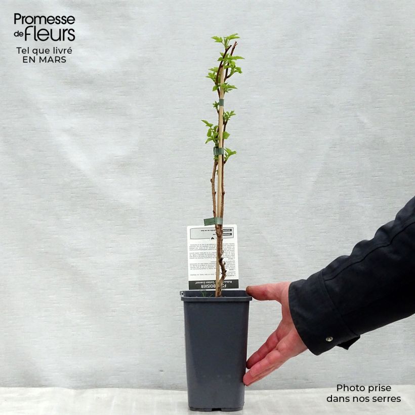 Example of Framboisier Golden Everest (remontant) Pot de 1,5L/2L, Touffe as you get in printemps