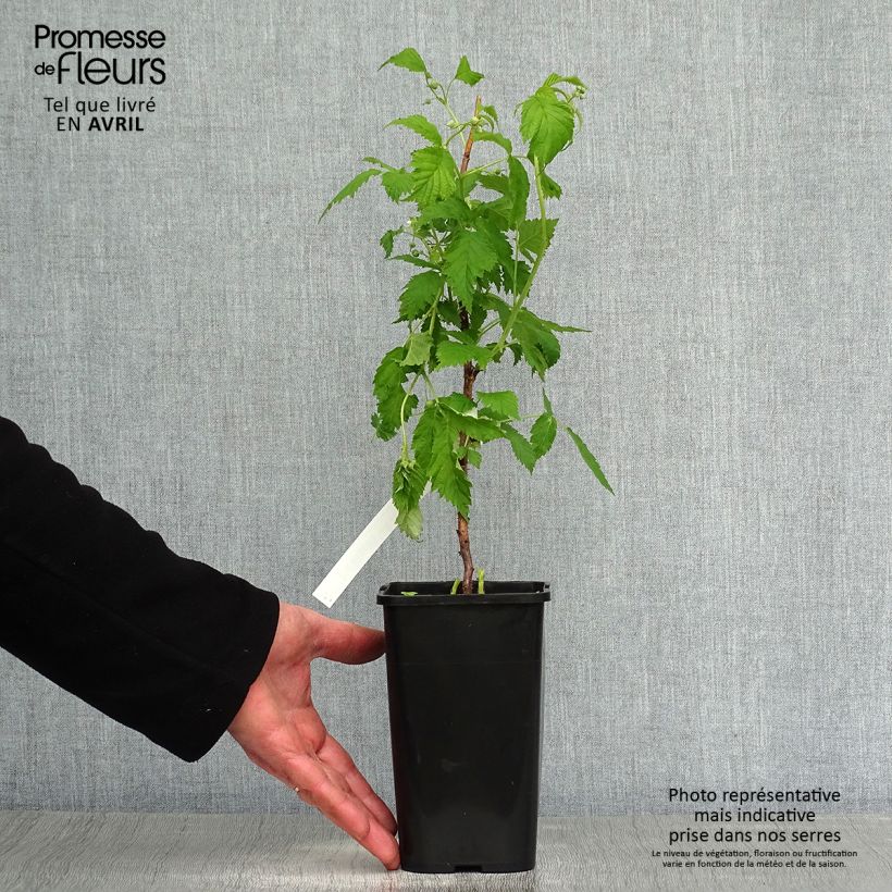 Example of Framboisier nain Lowberry Goodasgold - Rubus idaeus Pot de 1,5L/2L, Touffe as you get in printemps