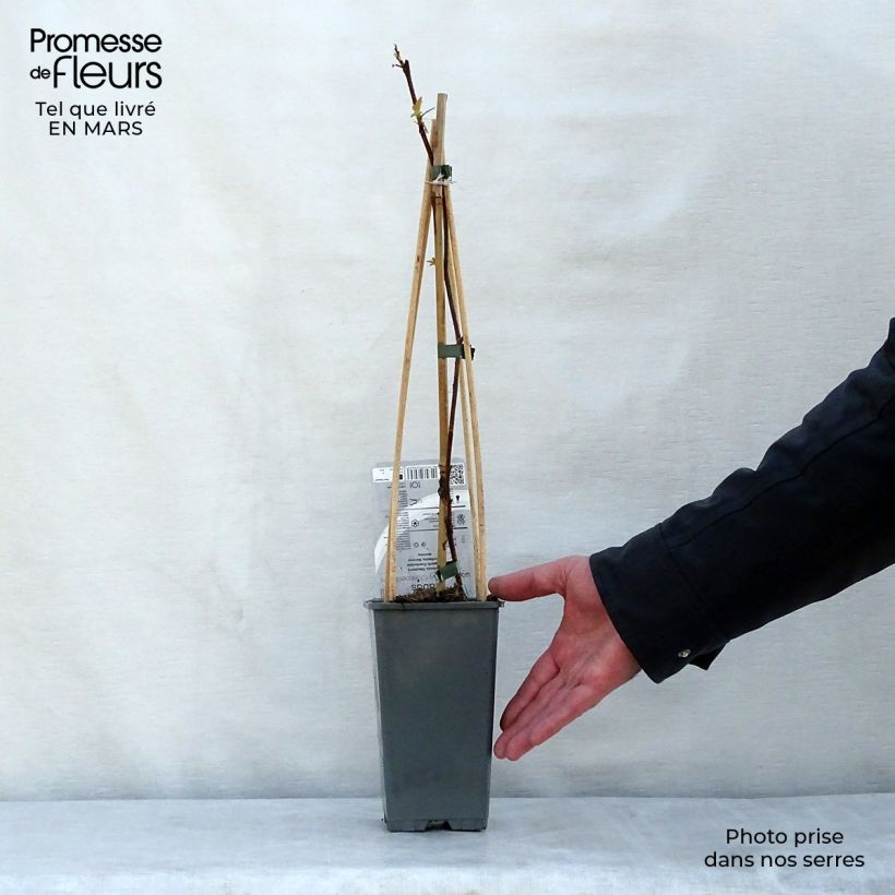 Example of Framboisier Groovy - Rubus idaeus Pot de 2L/3L, Touffe as you get in printemps