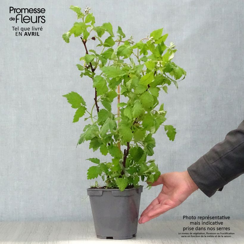 Example of Framboisier Magnific Delbard - Georges Delbard Pot de 2L/3L, Touffe as you get in printemps