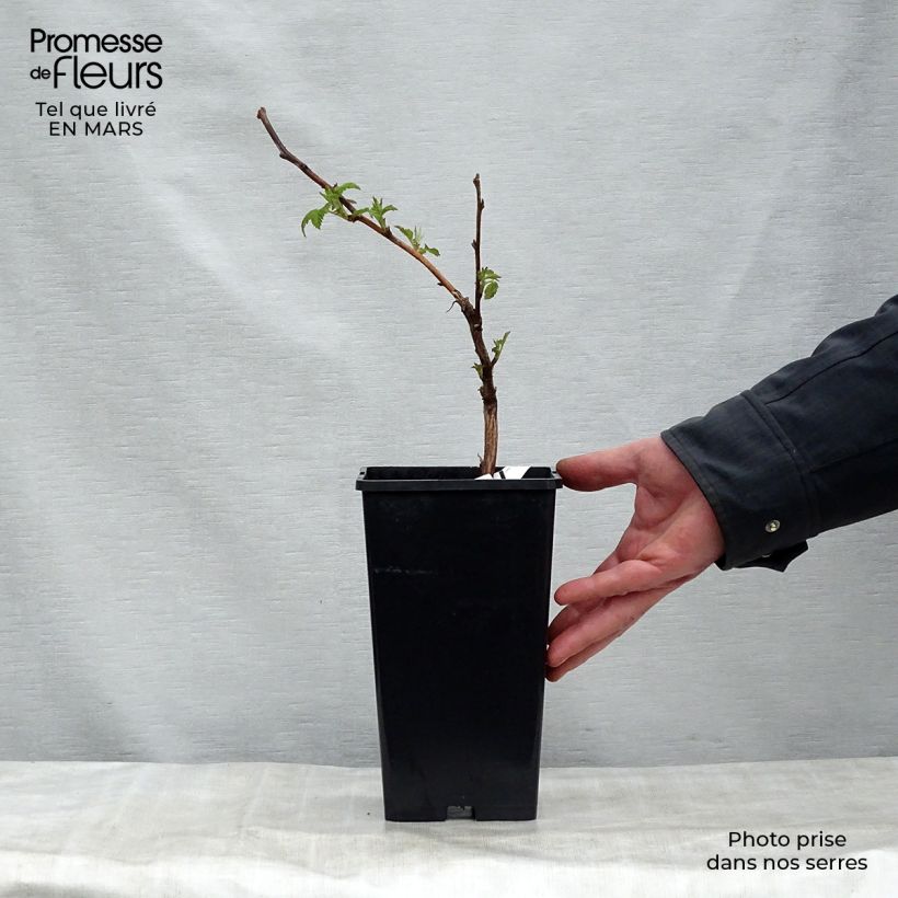 Spécimen de Framboisier Malling Promise (non remontant) Pot de 1,5L/2L tel que livré au printemps