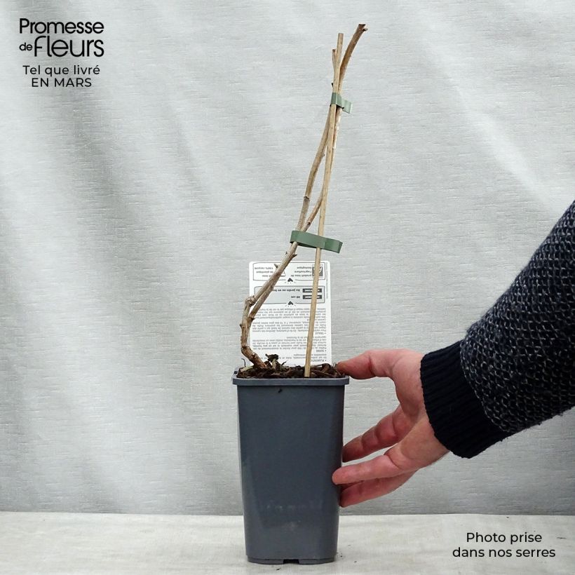 Example of Framboisier Marastar Bio Pot de 1,5L/2L, Touffe as you get in printemps