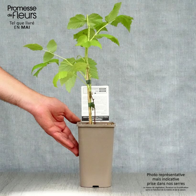 Example of Framboisier Marastar (remontant) Pot de 1,5L/2L, Touffe as you get in printemps