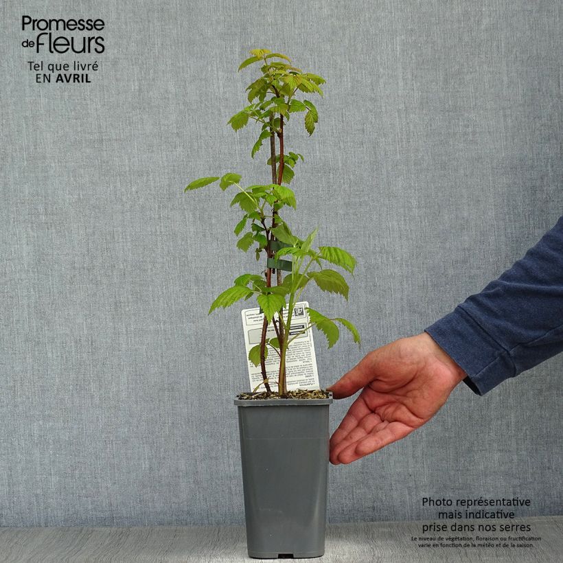Example of Framboisier Paris (remontant) Bio Pot de 1,5L/2L, Touffe as you get in printemps