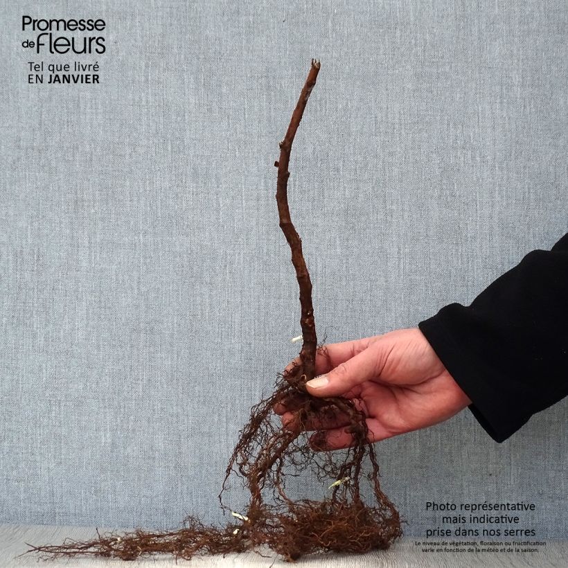 Spécimen de Framboisier Paris (remontant) Racines nues, Touffe tel que livré en hiver