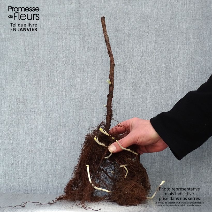 Spécimen de Framboisier Sumo 2 (remontant) à gros fruits Racines nues, Touffe tel que livré en hiver