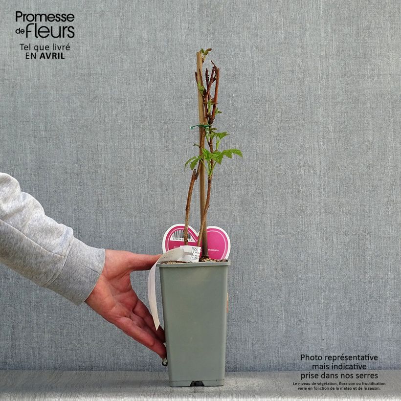 Example of Framboisier Tulameen - Rubus idaeus Pot de 2L/3L, Buisson as you get in printemps