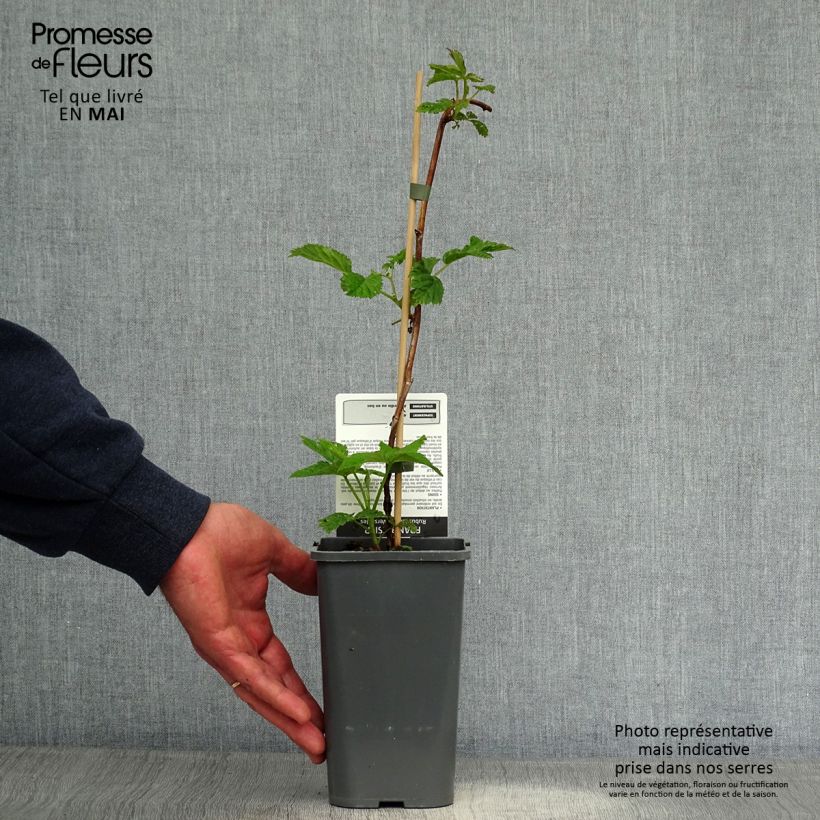 Example of Framboisier Versailles (remontant) Pot de 1L/1,5L, Touffe as you get in printemps