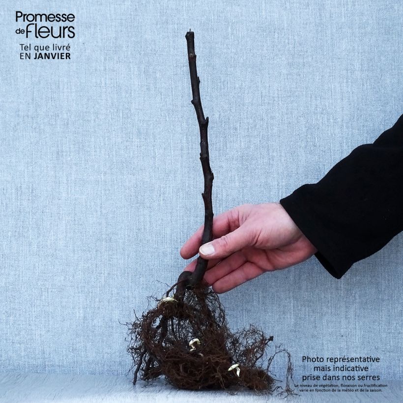 Example of Framboisier Versailles (remontant) Racines nues, Touffe as you get in hiver