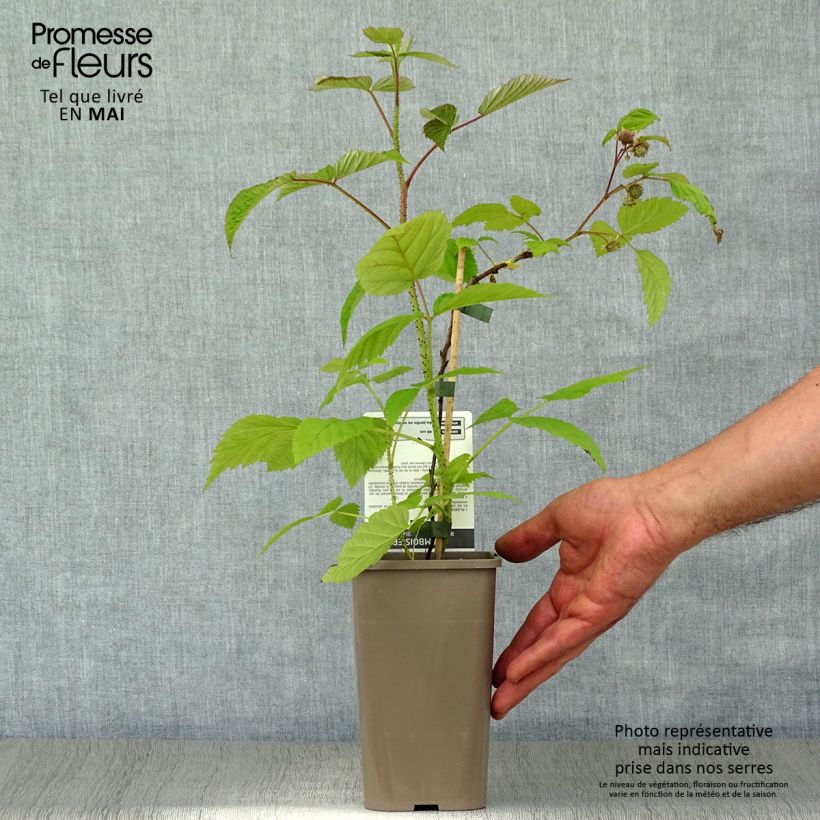 Example of Framboisier Willamette (non remontant) Pot de 1,5L/2L, Buisson as you get in printemps