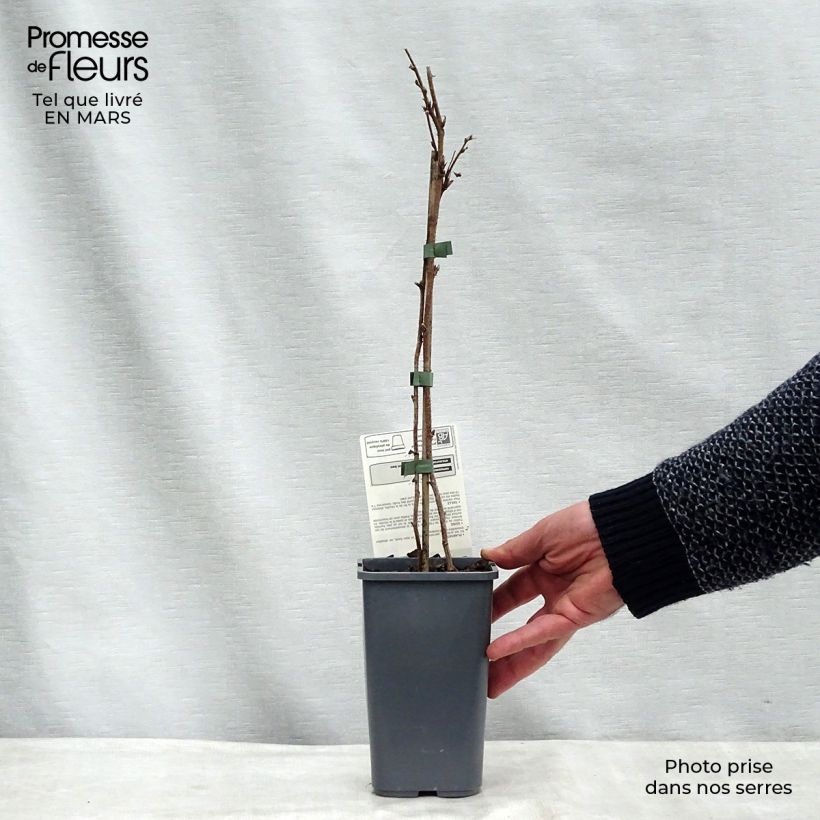 Example of Framboisier Willamette (non remontant) Bio Pot de 1,5L/2L, Buisson as you get in printemps