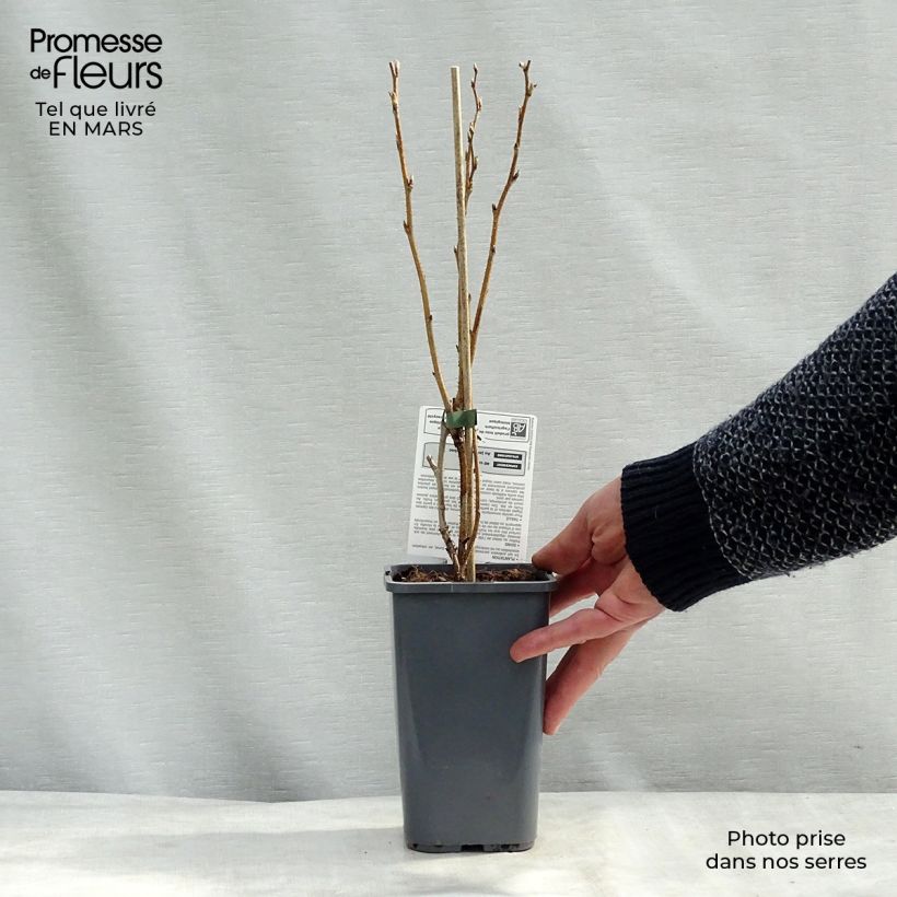 Example of Framboisier Zeva (remontant) Bio Pot de 1,5L/2L, Touffe as you get in printemps