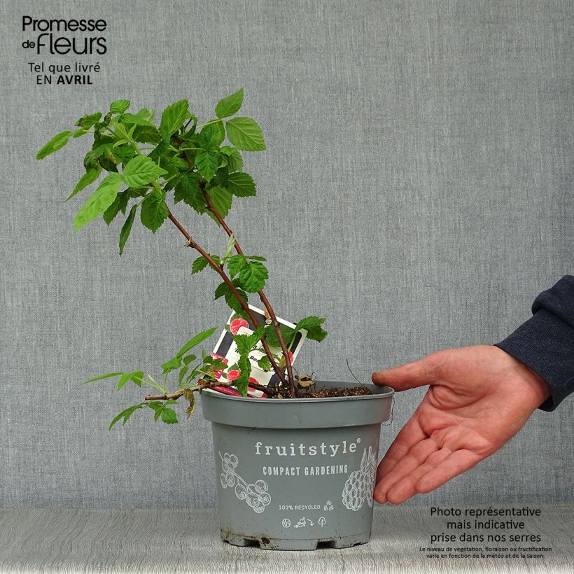 Example of Framboisier nain Ruby Beauty Pot de 1,5L/2L, Touffe as you get in printemps