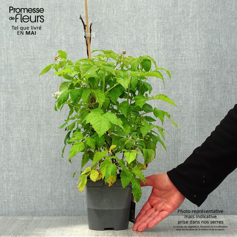 Example of Framboisier nain remontant Autumn Belle - Rubus idaeus Pot de 2L/3L as you get in printemps