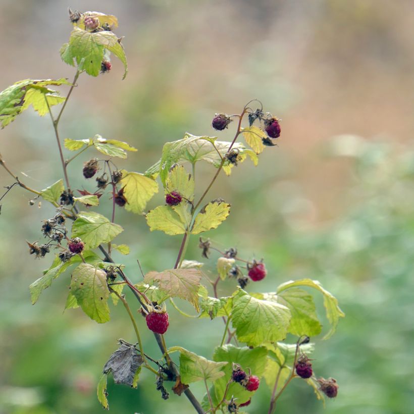 Framboisier nain remontant Autumn Belle - Rubus idaeus (Plant habit)