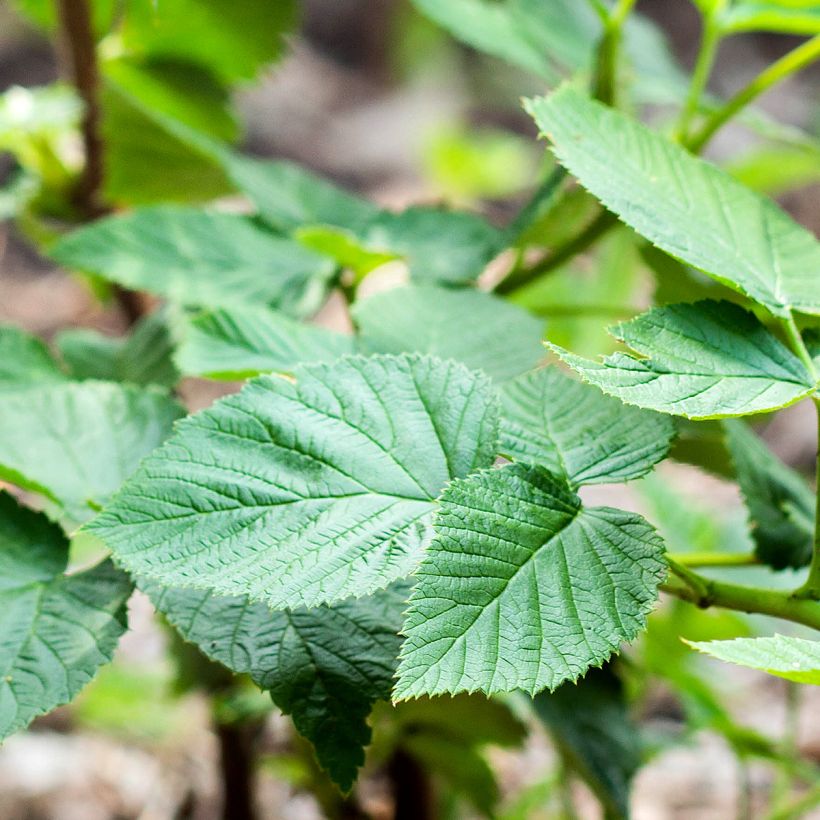 Framboisier nain remontant Bella Aromatica - Rubus idaeus  (Foliage)