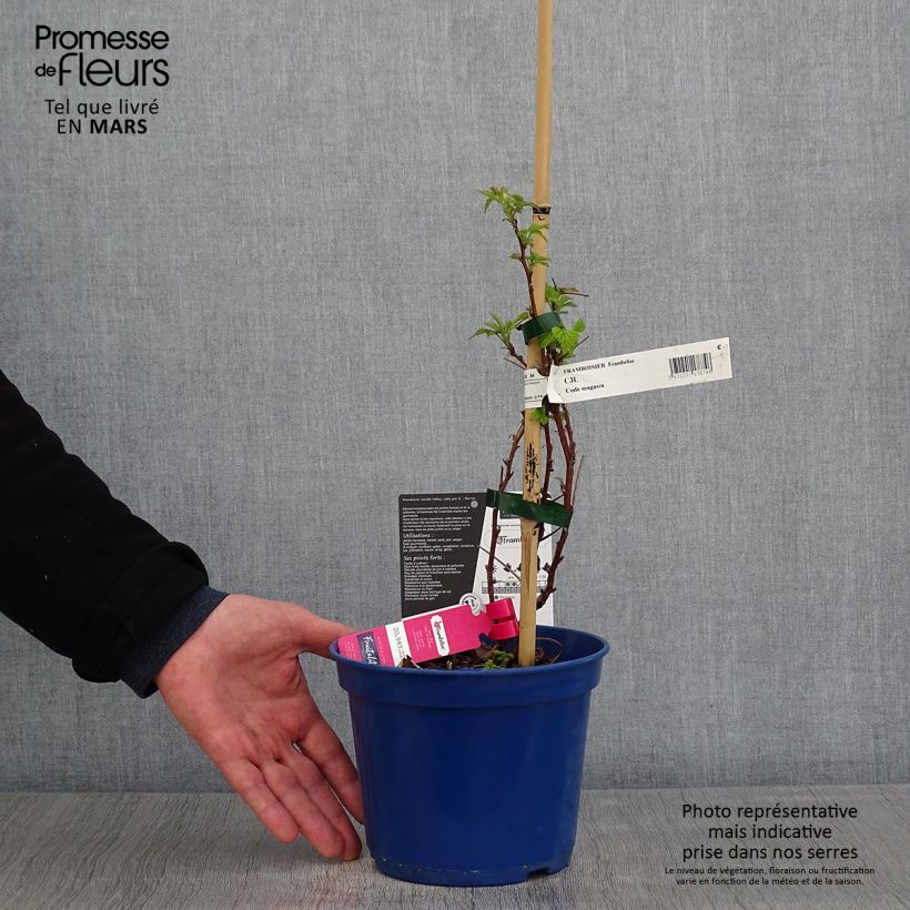 Example of Framboisier remontant Frambélise - Rubus idaeus Pot de 2L/3L, Touffe as you get in printemps