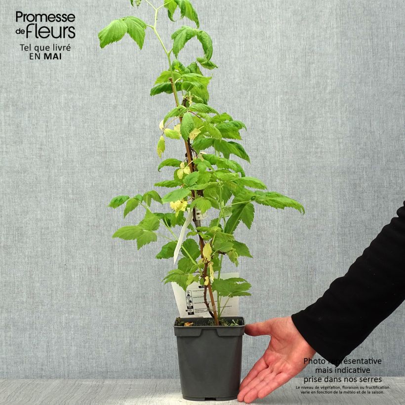 Example of Framboisier remontant Sanibelle - Rubus idaeus Pot de 1L/1,5L as you get in printemps