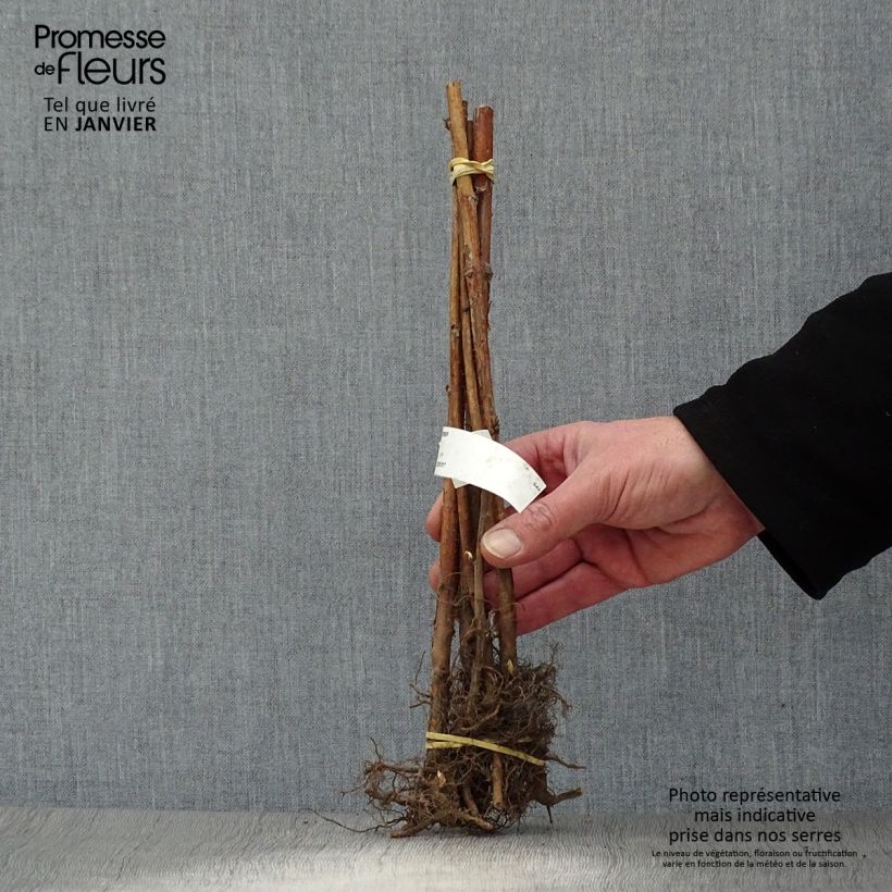 Spécimen de Framboisier remontant September - Rubus idaeus  Racines nues, Touffe tel que livré en hiver