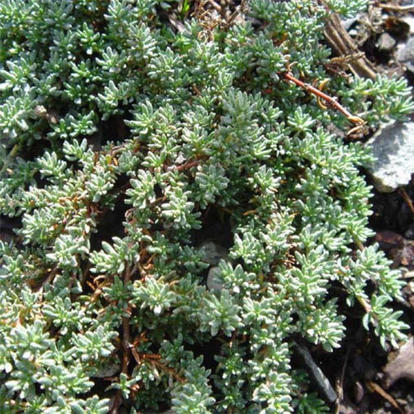 Frankenia laevis - Bruyère marine (Foliage)
