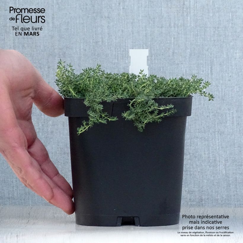 Example of Frankenia laevis - Bruyère marine Pot de 2L/3L as you get in printemps