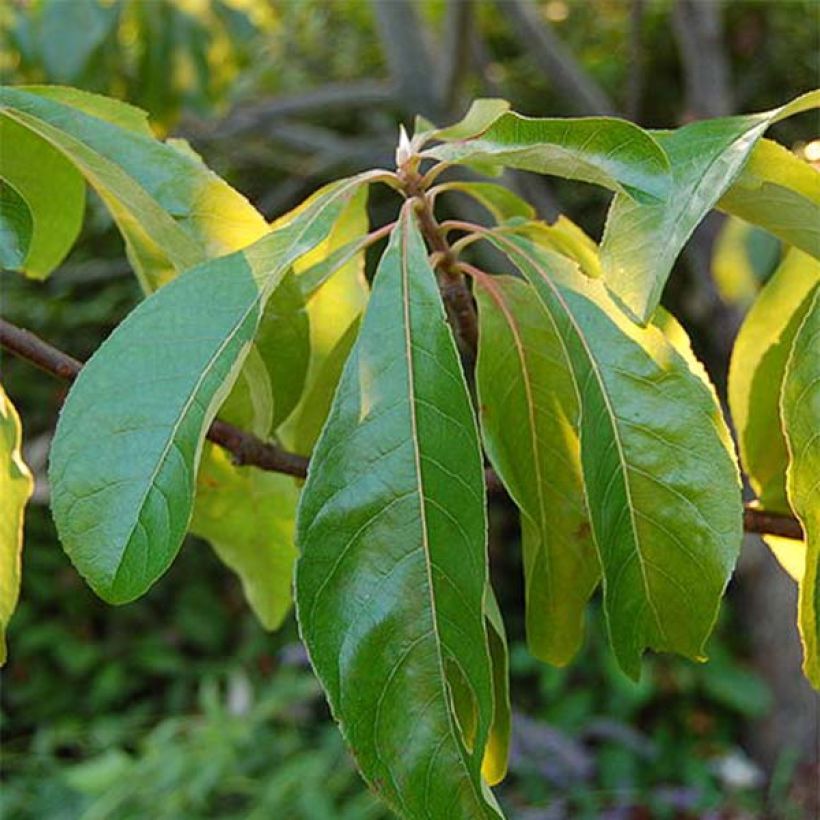Franklinia alatamaha - Arbre de Franklin (Foliage)