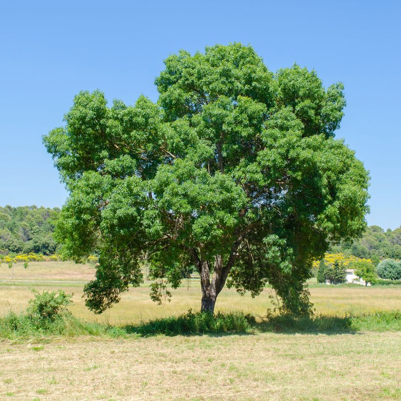 Fraxinus angustifolia - Frêne à feuilles étroites (Port)