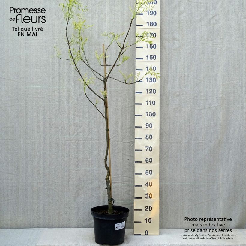 Example of Frêne panaché - Fraxinus angustifolia Variegata. Pot de 12L/15L as you get in printemps