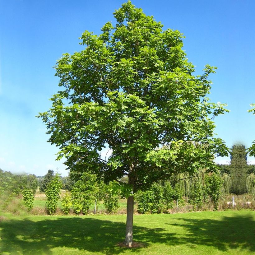 Fraxinus excelsior - Frêne commun (Plant habit)
