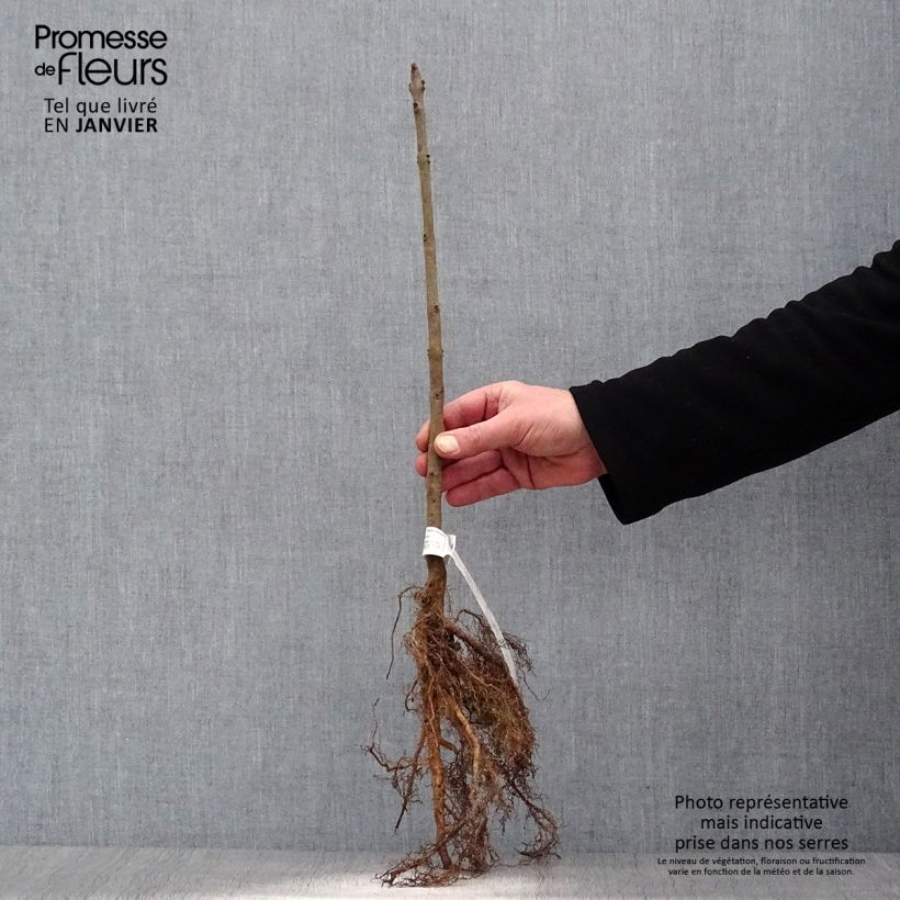 Example of Fraxinus excelsior - Frêne commun Racines nues as you get in hiver