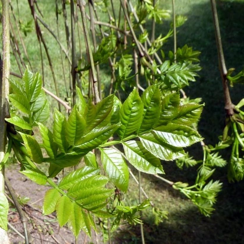 Fraxinus excelsior Pendula - Frêne pleureur (Foliage)