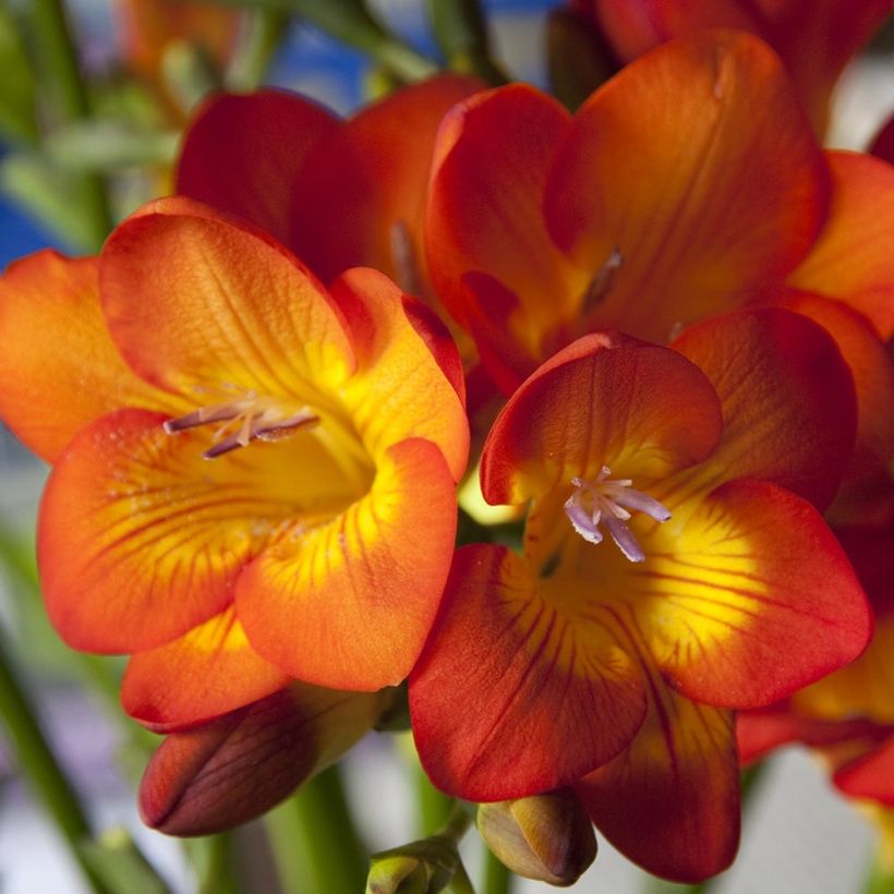 Freesia simple Orange - Muguet du Cap (Flowering)