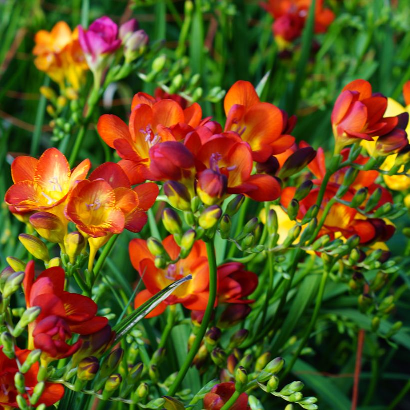 Freesia simple rouge - Muguet du Cap (Port)