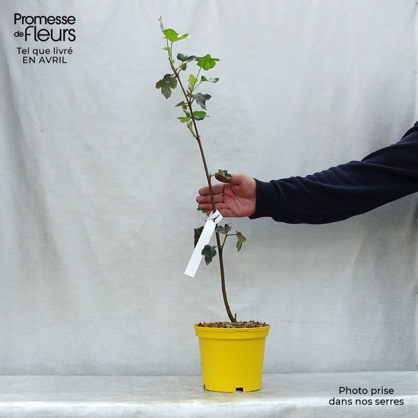 Example of Fremontodendron californicum - Fremontia de Californie Pot de 2L/3L as you get in printemps