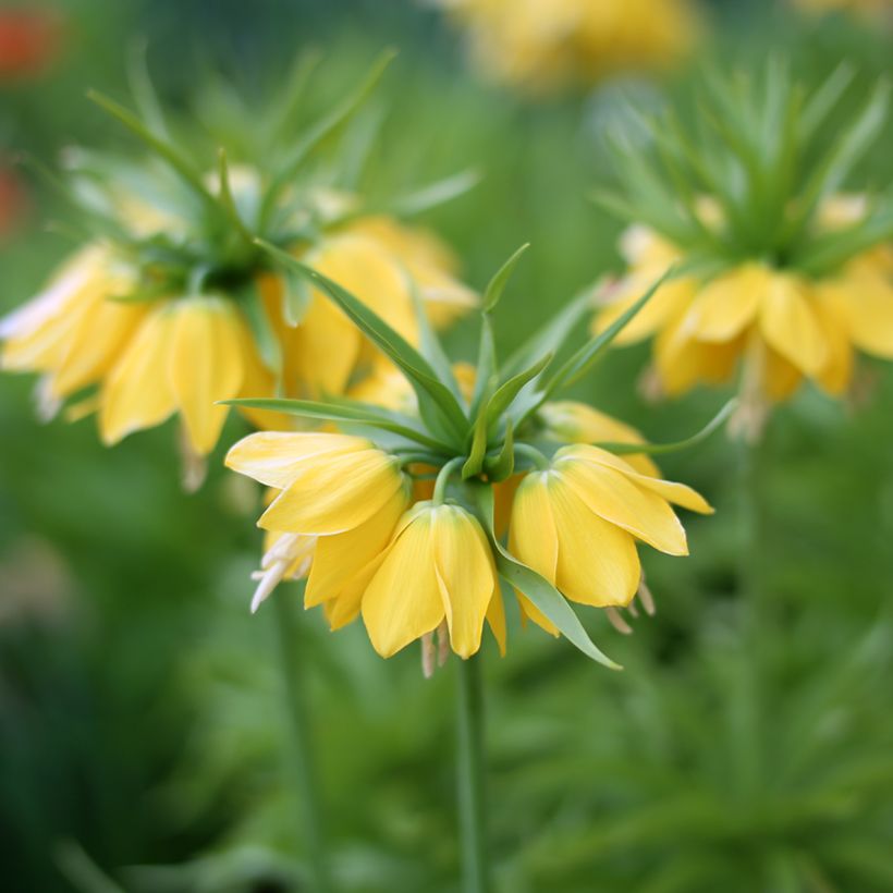 Fritillaire imperialis Lutea - Couronne impériale (Floraison)