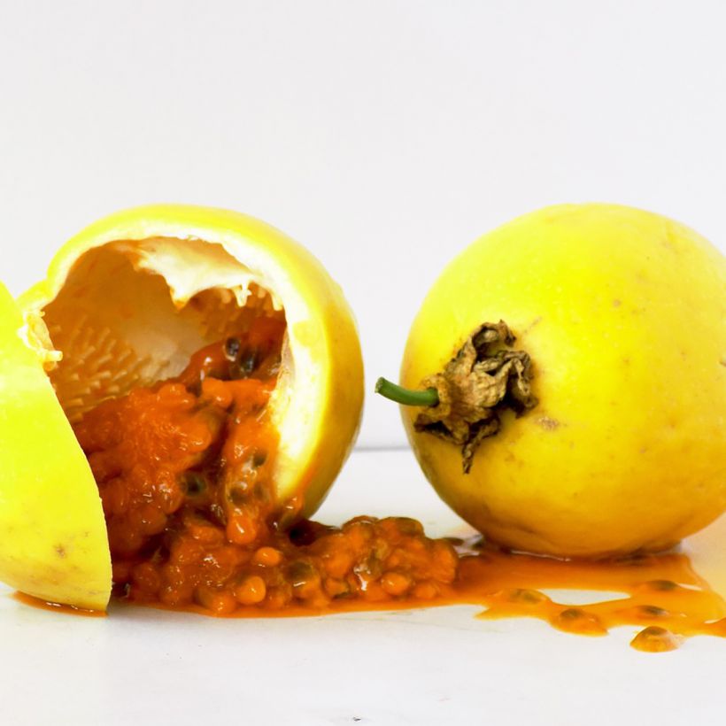 Fruit de la Passion jaune - Passiflora edulis f. flavicarpa (Harvest)