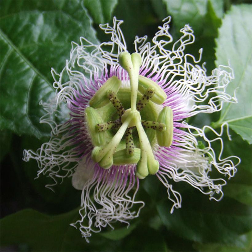 Fruit de la passion (Grenadille) - Passiflora edulis (Flowering)